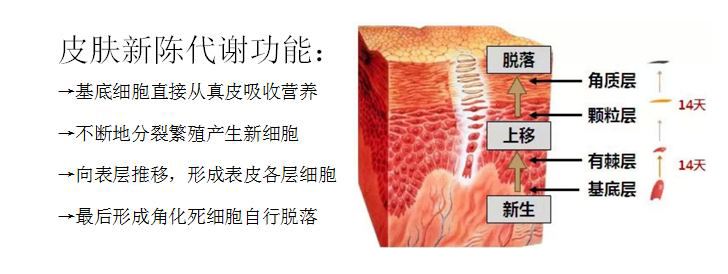 化妆品代加工厂